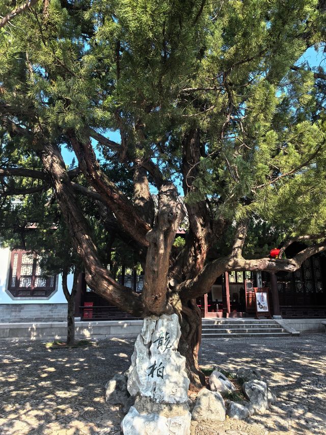 蛇年初七，邂逅古猗園的歲朝雅韻