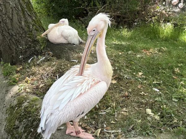 Exploring the Unique Experience at London Zoo