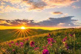 如何選最適合你的那個草原