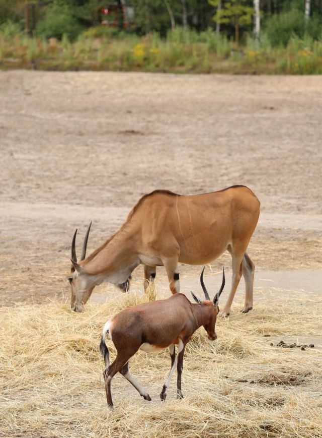 荷蘭蒂爾堡貝克塞·貝爾亨野生園｜動物王國的奇妙之旅