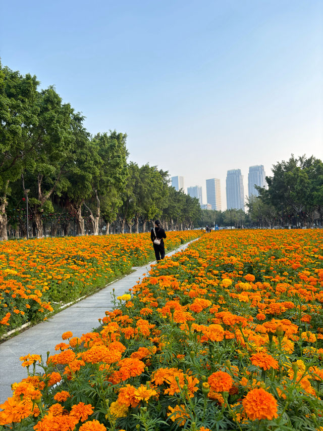 比起虞美人，這片小眾花海更壯觀