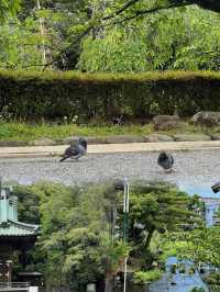 《探秘日本三島市：富士山腳下嘅隱秘瑰寶之旅》