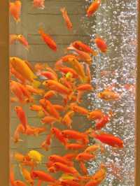 澳門永利皇宮發財魚缸打卡路線