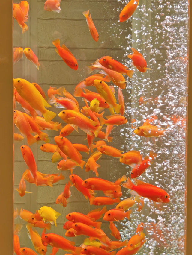 澳門永利皇宮發財魚缸打卡路線
