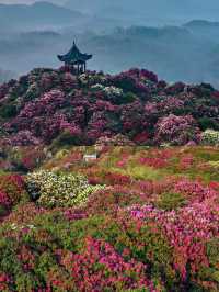 確定不來瞧一瞧杜鵑花的美嗎？