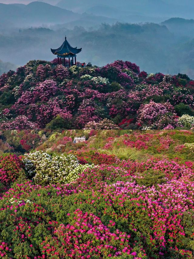 確定不來瞧一瞧杜鵑花的美嗎？