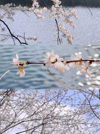 長沙春日櫻語,望月拾夢