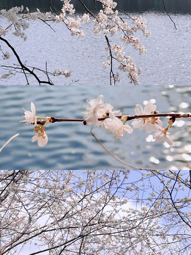 長沙春日櫻語,望月拾夢 長沙春日櫻語,望月拾夢