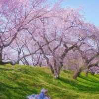 藏在名古屋的小眾賞櫻秘境🌸 木曾川堤