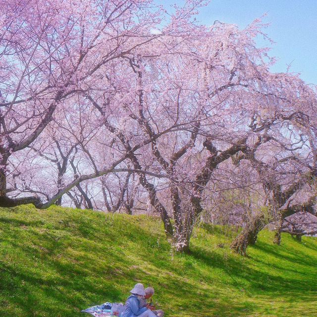 藏在名古屋的小眾賞櫻秘境🌸 木曾川堤
