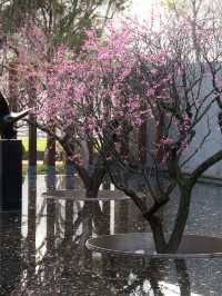 上海靜安雕塑公園梅花太頂流了