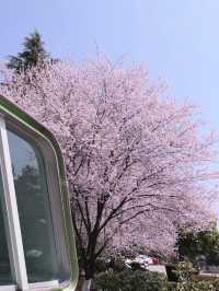 🌸搭乘開往春天的列車，邂逅觀山湖公園的浪漫