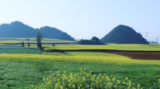 羅平金雞峰叢賞油菜花