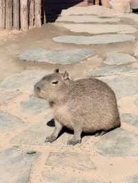 鄭州｜銀基動物王國｜中原腹地的狂野奇遇