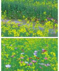 版畫村遇上色彩斑斕的油菜花海，太美太夢幻