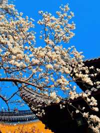 春日賞花慢遊三～四月份南京的浪漫城