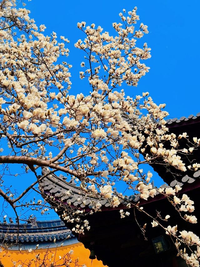 春日賞花慢遊三～四月份南京的浪漫城