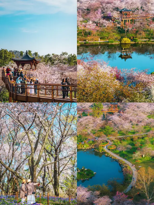 ฉันมีเดทสุดโรแมนติกกับดอกซากุระแห่งเมืองอู่ฮั่น