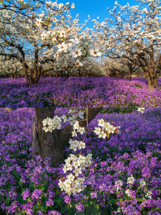 三台山宿遷梨蘭花好美