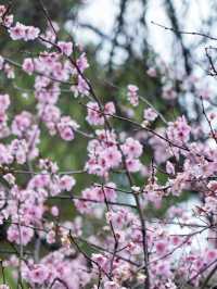 來杭州北山街賞桃花吧～
