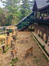 雲南野生動物園，萌趣大冒險