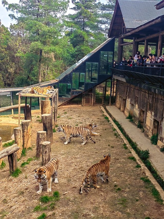 雲南野生動物園，萌趣大冒險