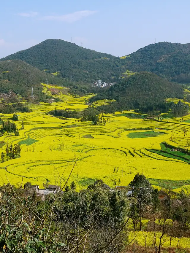 뤄핑 유채꽃 | 황금빛 로맨스로 질주