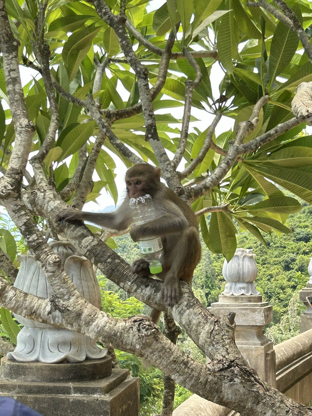 🇻🇳越南峴港觀音山