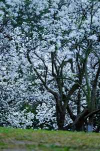 成都限定春日雪景 植物園梨花太美啦