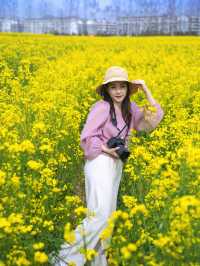 2025漢中油菜花⑨大觀花點攻略（含拍照指南）