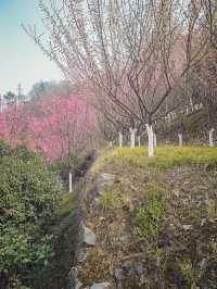 寧陝子午梅苑 | 走進秦嶺深處的百畝梅園