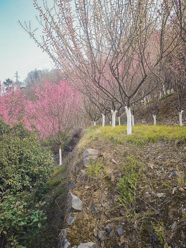 寧陝子午梅苑 | 走進秦嶺深處的百畝梅園