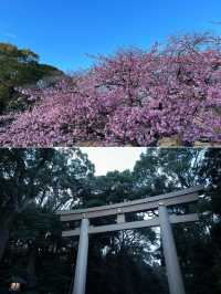 東京での桜の楽しみ方｜🌸早咲きの桜・代々木公園