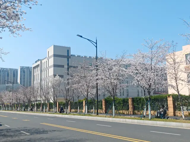 南京鳳滁路賞櫻拍照全攻略～