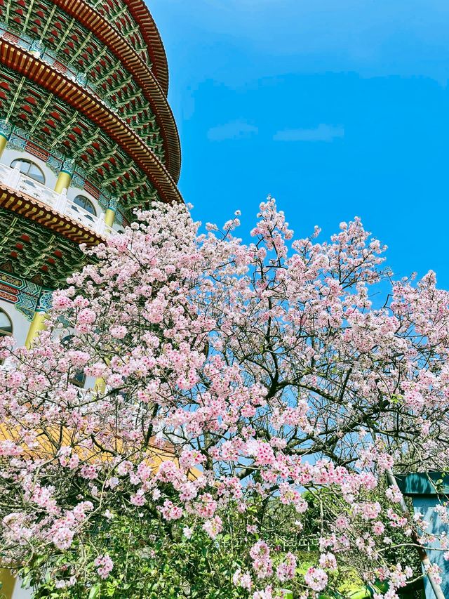 台北——天元宮賞櫻！