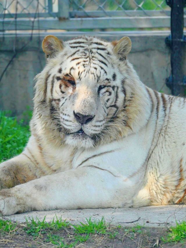 上海野生動物園：與動物共度難忘時光