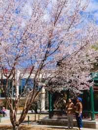 北京賞花｜中山公園這棵山桃花也太美了吧
