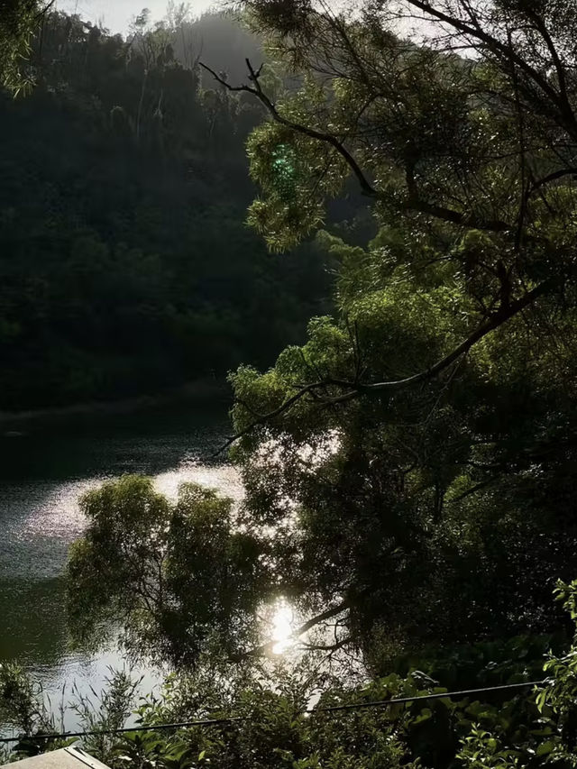 湖光樹影：黑沙水庫的自然絮語
