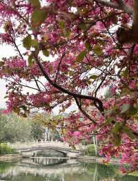 閘北公園更值得去拍春花的三大理由