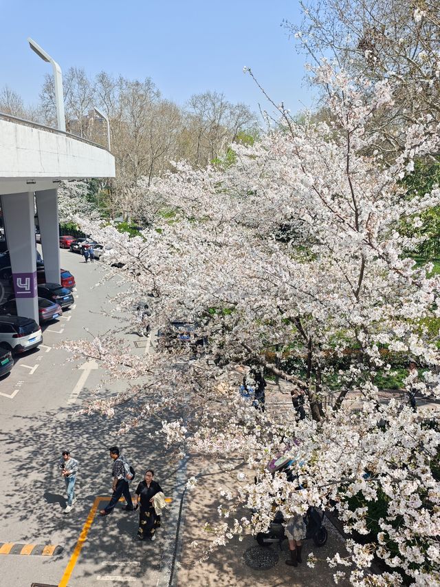 今日賞櫻必到｜虹口足球場櫻花季限定浪漫！