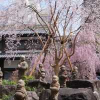 京都櫻花：六角堂🌸  