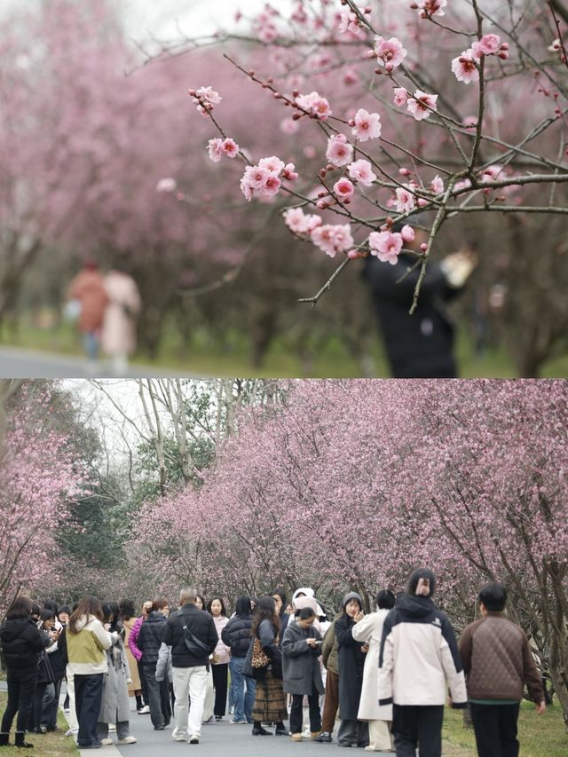 杭州西溪梅花季！朋友圈讚爆嘅隱藏機位公開