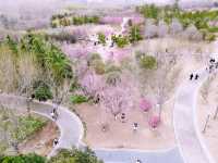 鄭州｜西流湖公園｜春日限定｜梅櫻共舞的浪漫奇遇