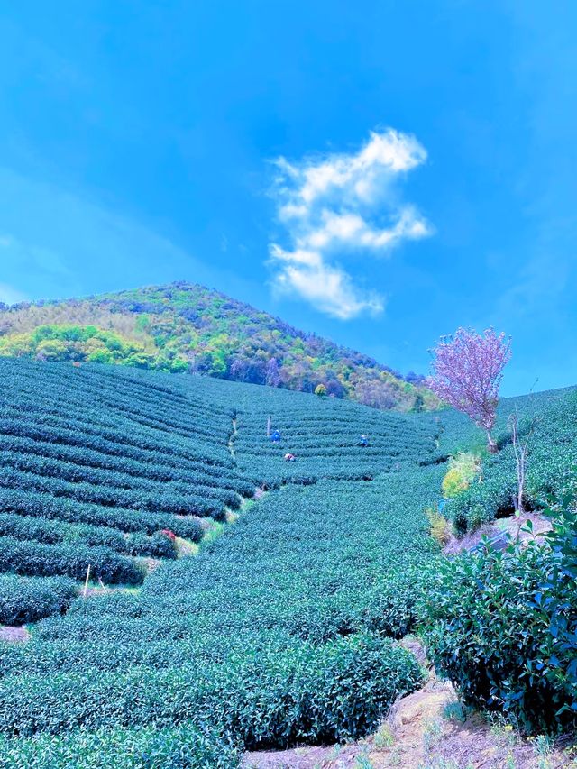 這春日的茶山晚櫻太治癒了