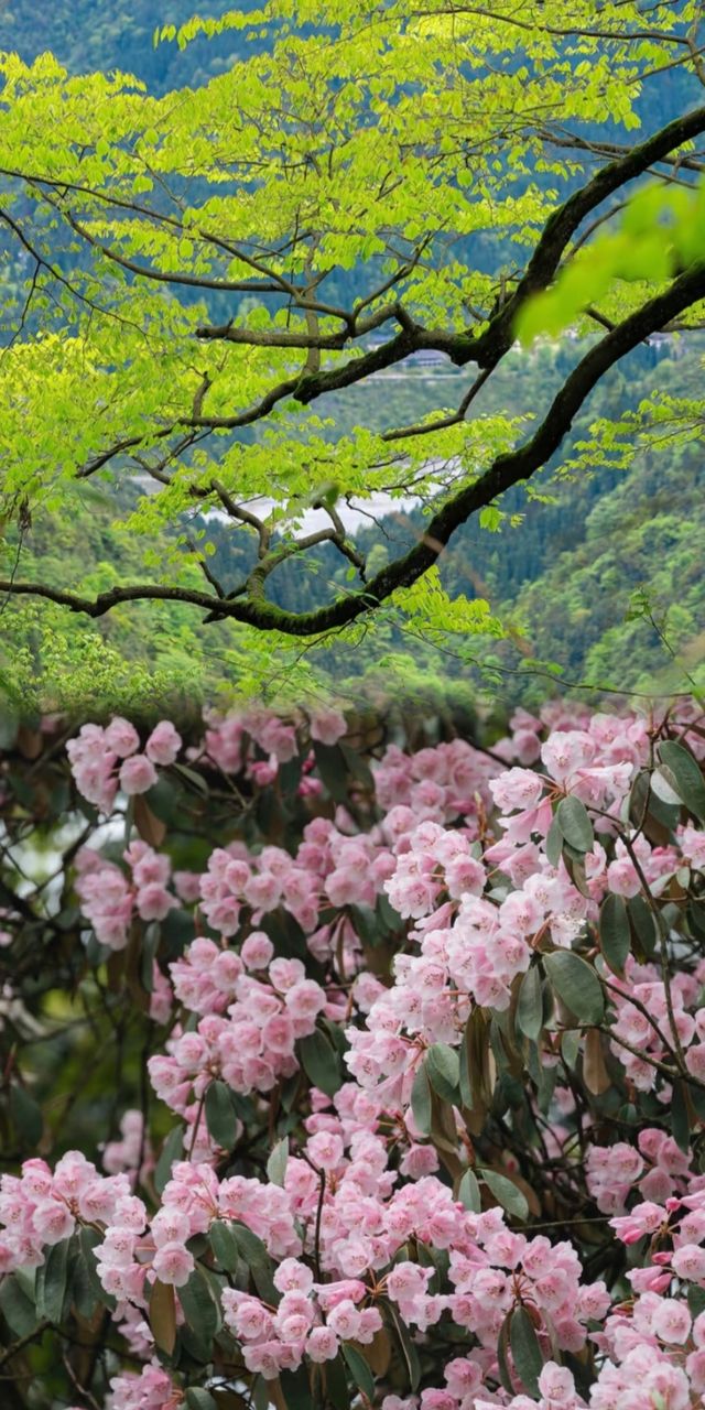 成都周邊一日遠足好去處！