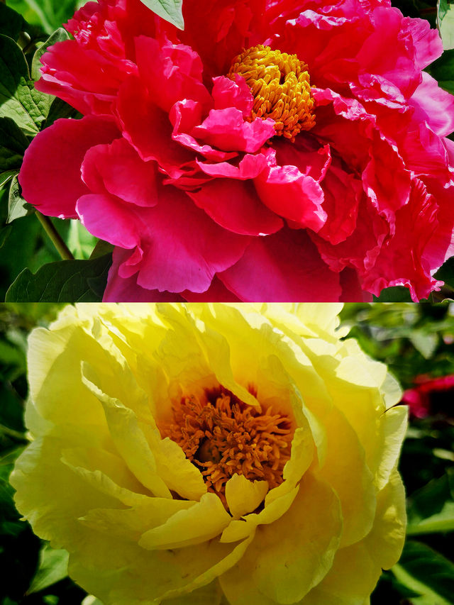 震驚！菏澤牡丹驚艷綻放，錯過再等一年