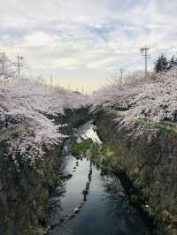 花見名古屋：千年古城的櫻花物語