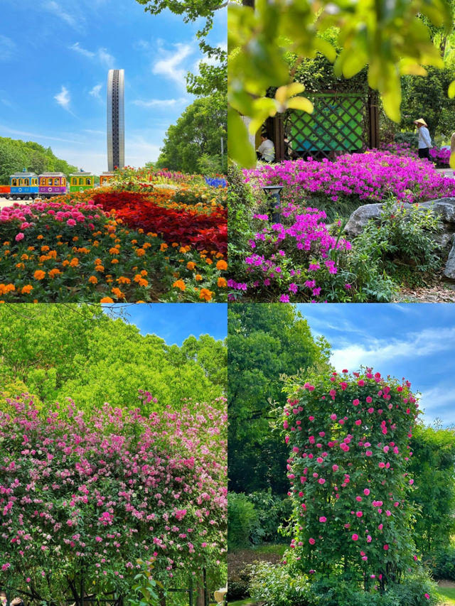 常州五一期間的賞花攻略