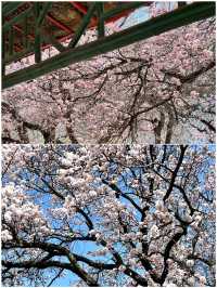 哈爾濱受凍已回，真不建議4月去