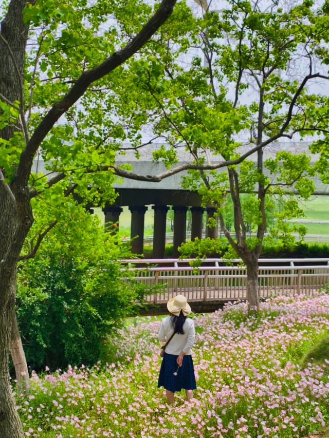 南昌踏青·馬蘭圩濕地公園｜闖入現實版“莫奈花園”
